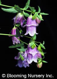 Campanula punctata 'Pantaloons'